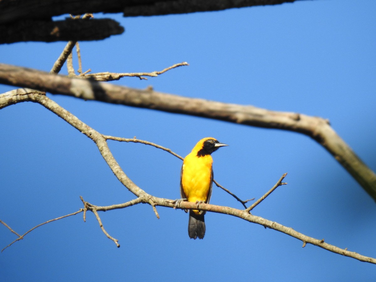 Orange-backed Troupial - Leonardo Bordin