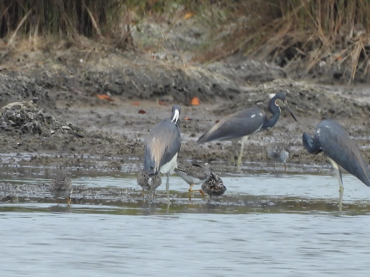 Greater Yellowlegs - Dillon Daniel