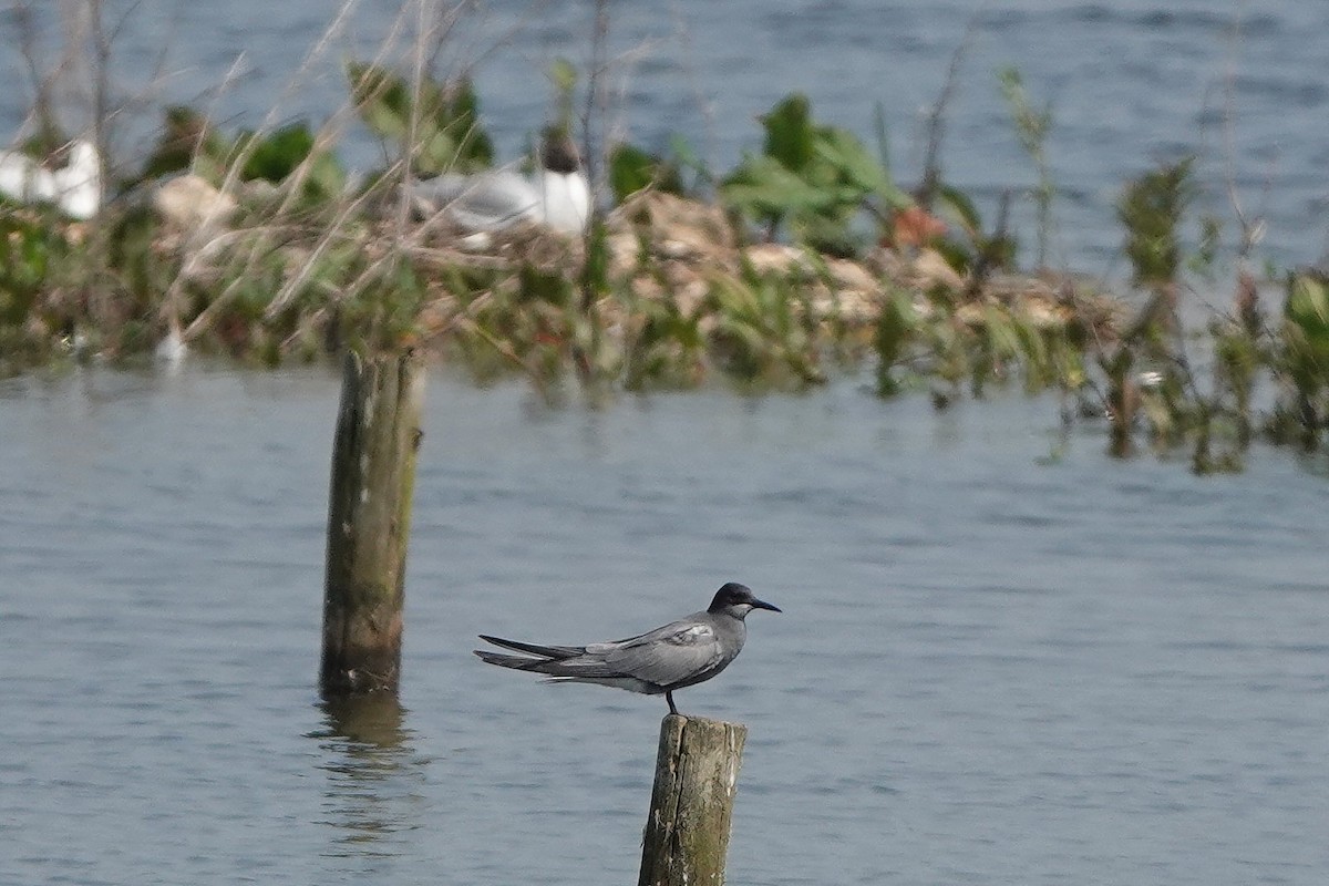 Black Tern - Roly Pitts