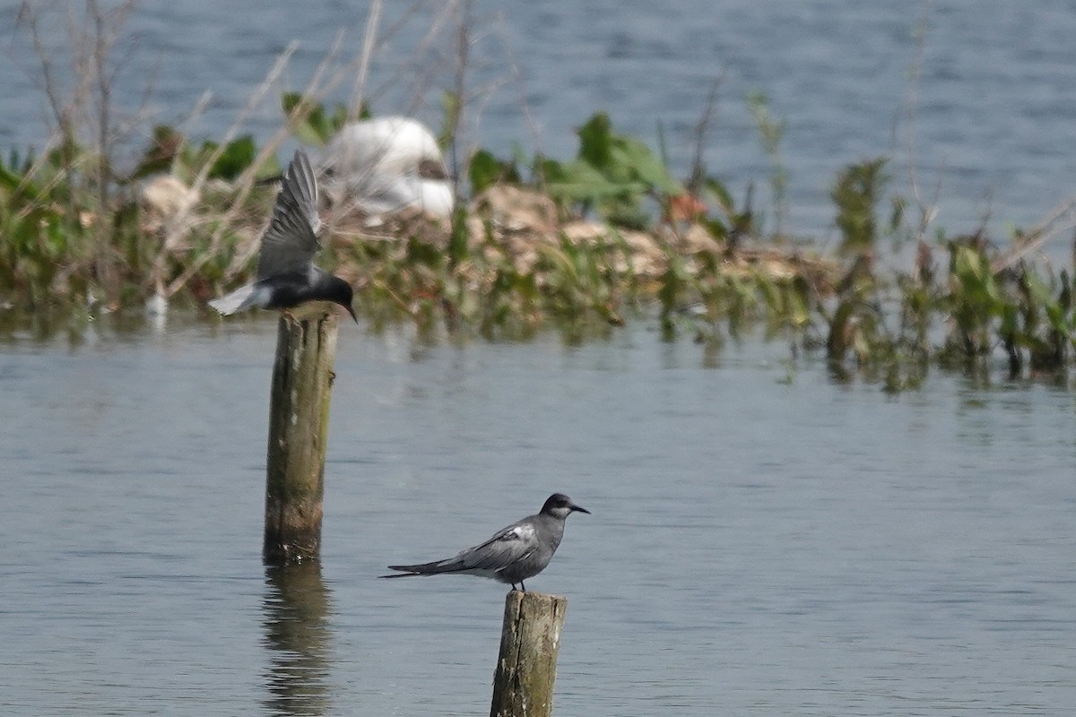 Black Tern - Roly Pitts