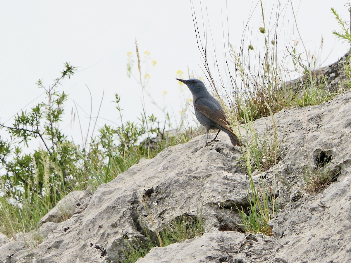 Blue Rock-Thrush - Hein Prinsen