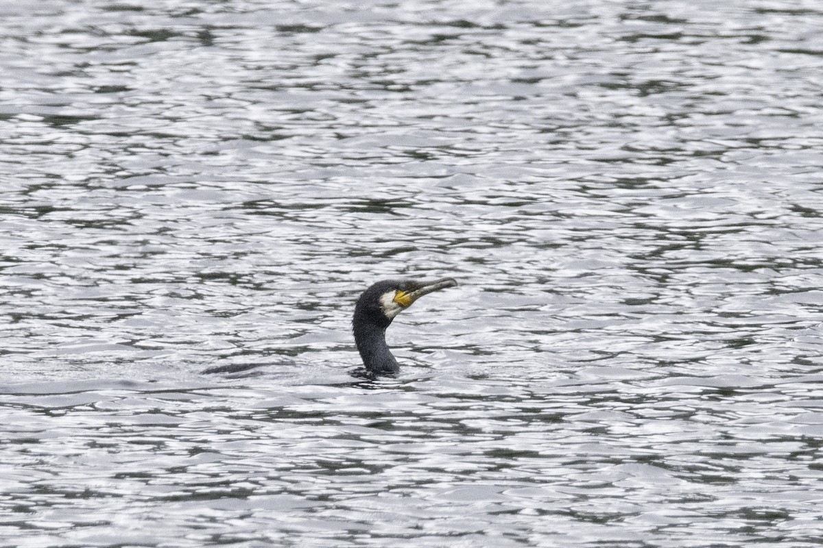 Great Cormorant - Guido Van den Troost