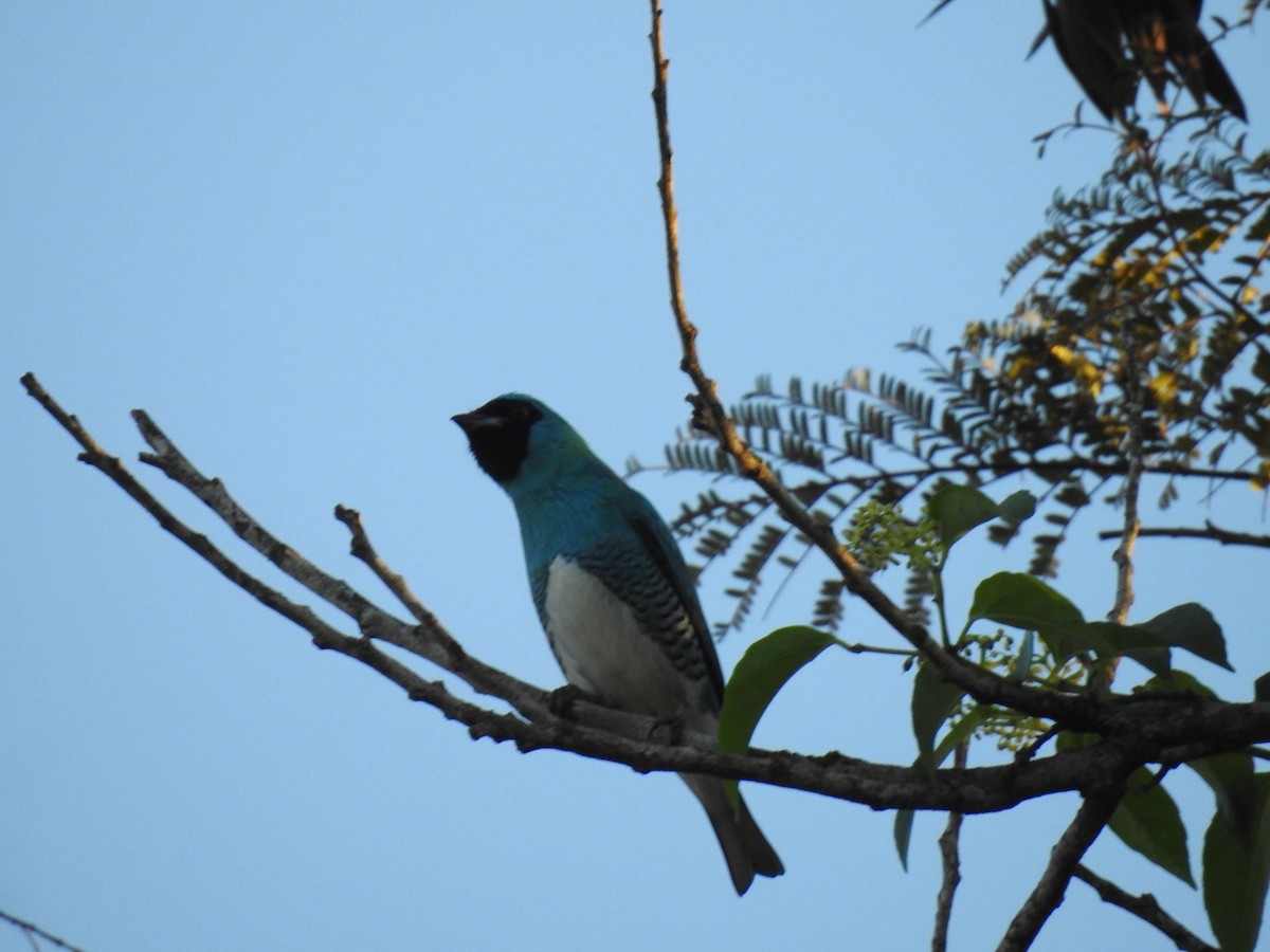 Swallow Tanager - Leonardo Bordin