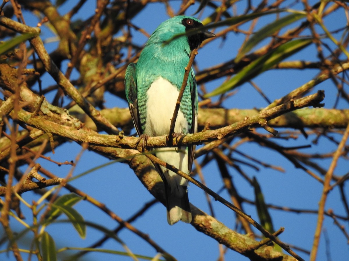 Swallow Tanager - Leonardo Bordin