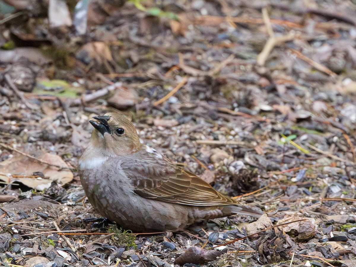 Brown-headed Cowbird - Rick Hurst