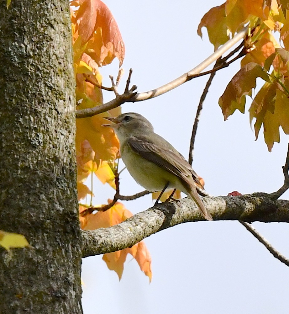 Warbling Vireo - Kristen Cart