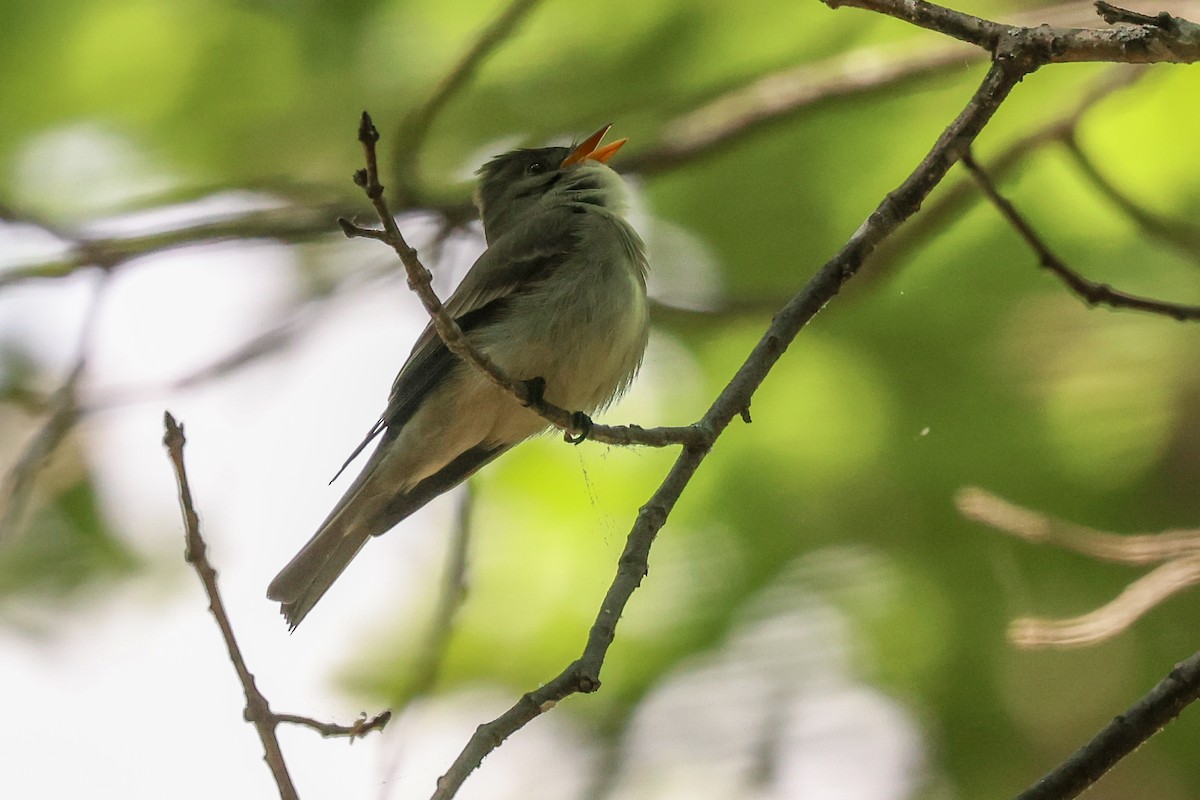 Eastern Wood-Pewee - Mary Barritt