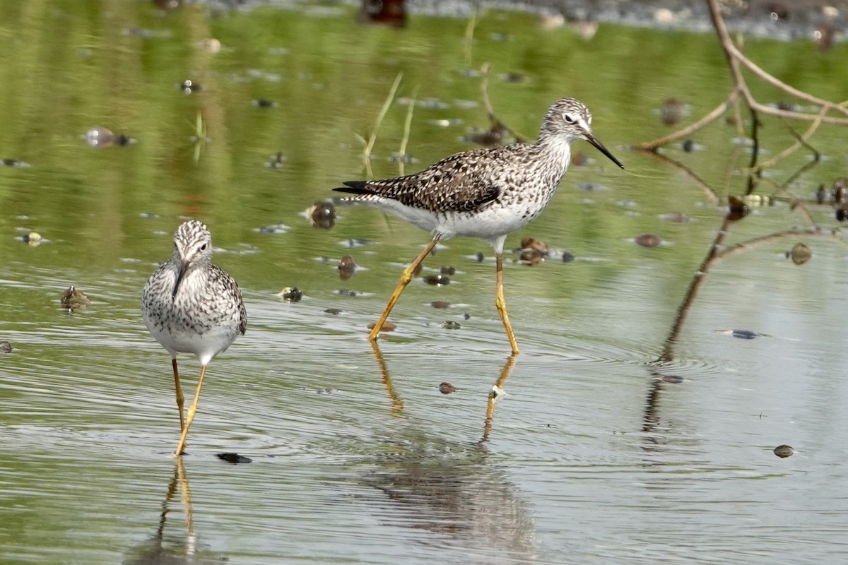 Greater Yellowlegs - Alena Capek