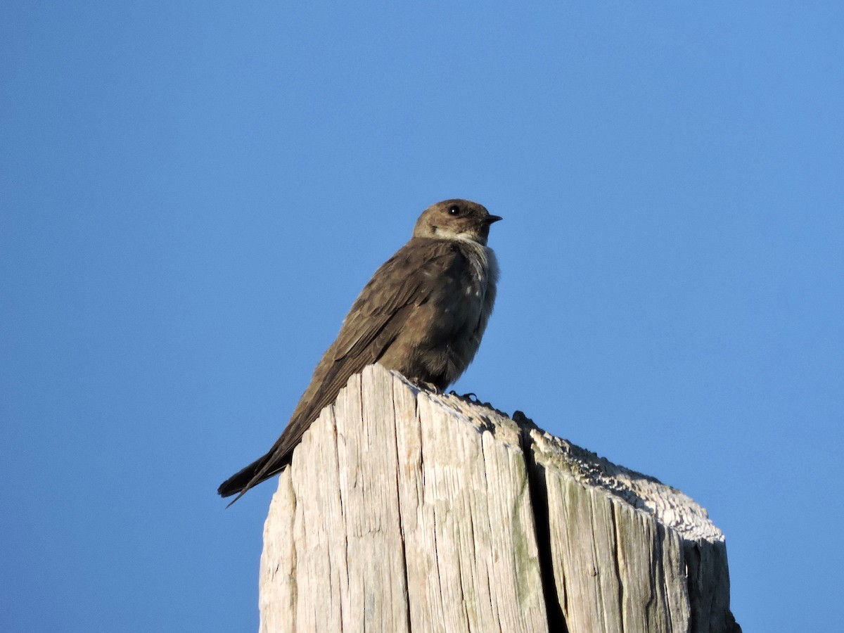 Eurasian Crag-Martin - Jorge Rodal