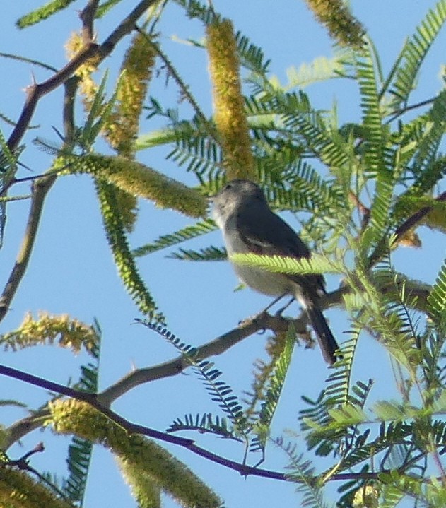 Bell's Vireo (Least) - barry mantell