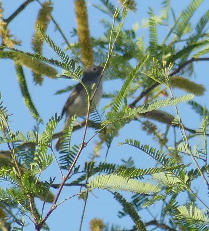 Bell's Vireo (Least) - barry mantell