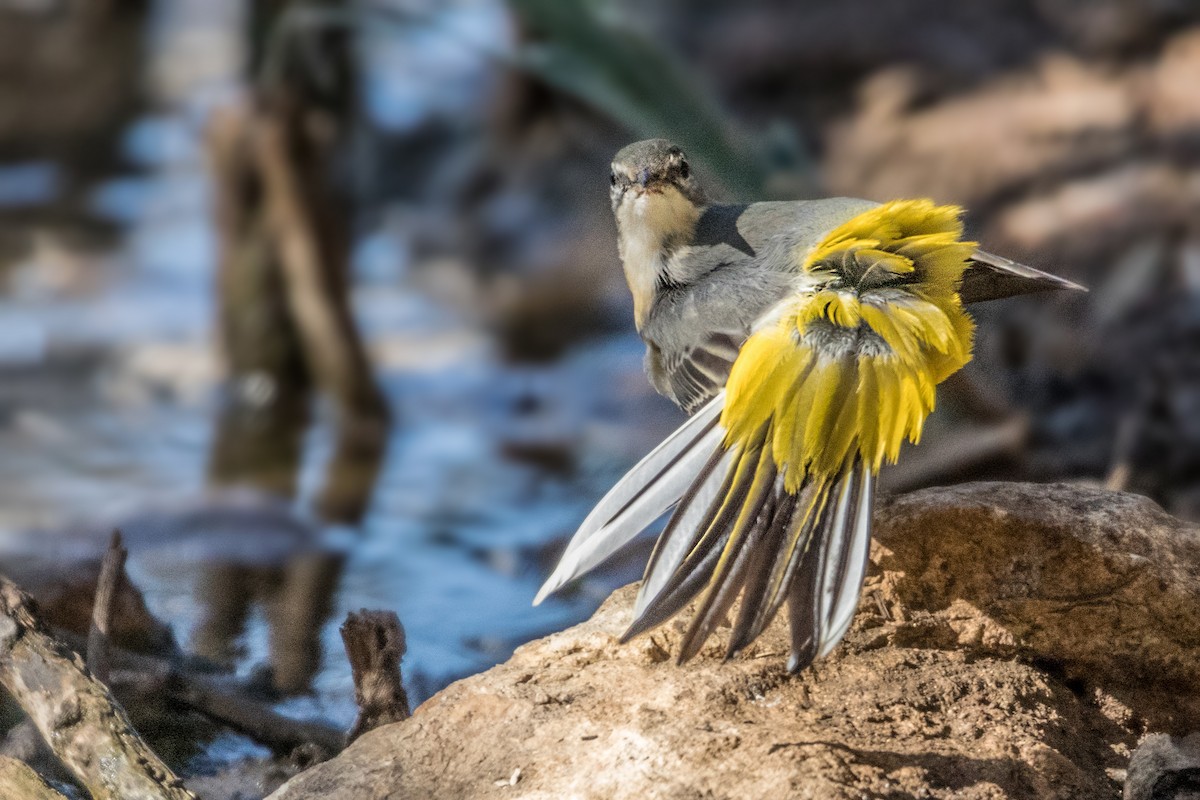 Gray Wagtail - Ido Ben-Itzhak