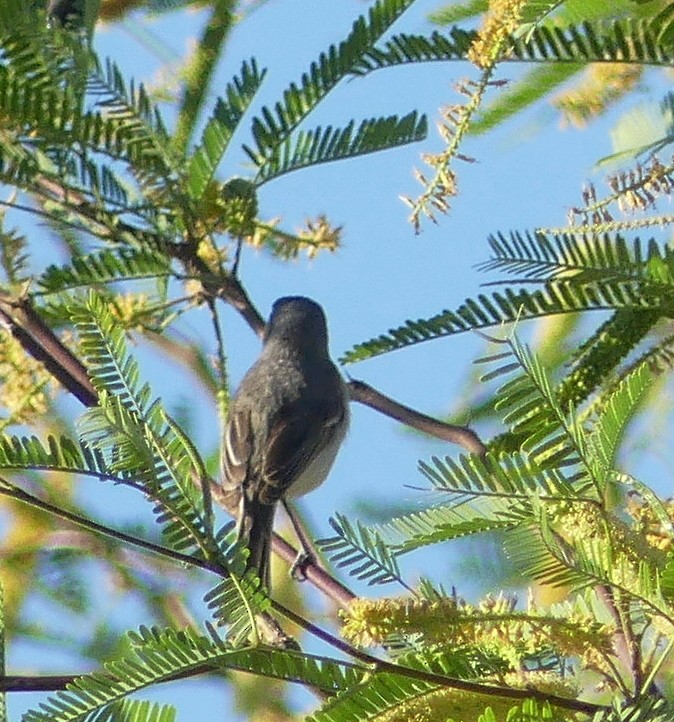 Bell's Vireo (Least) - barry mantell