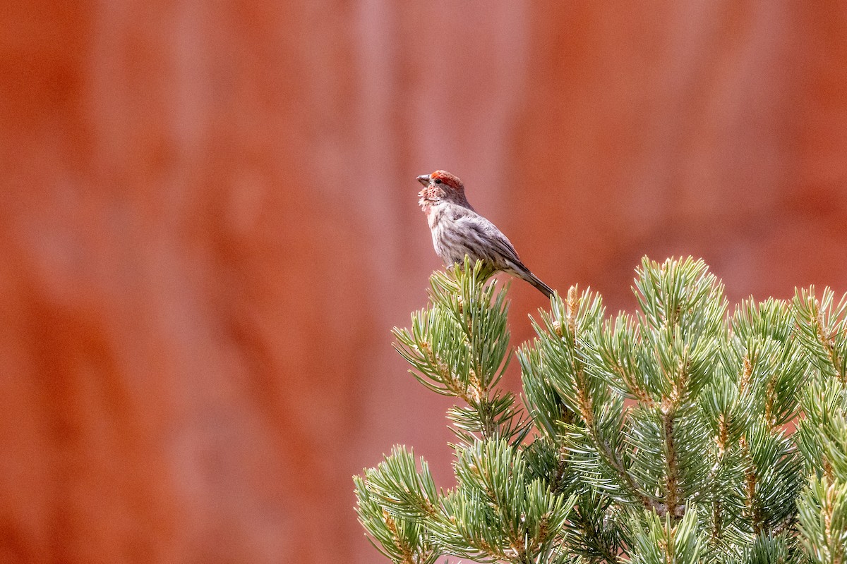 House Finch - Chris Scott