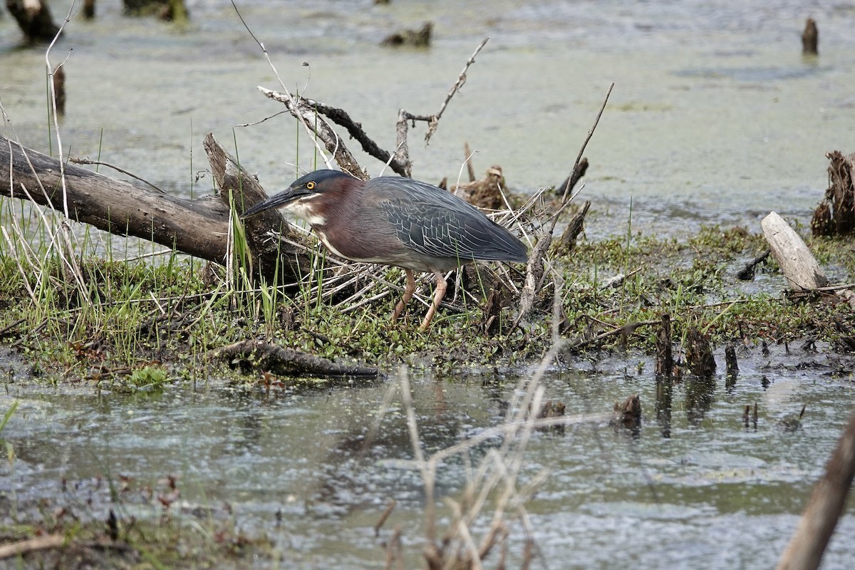 Green Heron - Carol MacKenzie