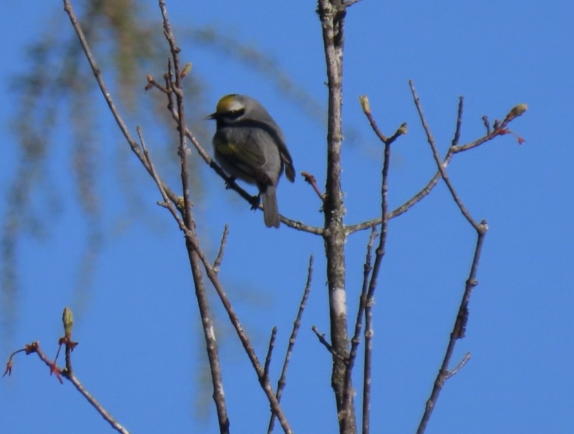 Golden-winged Warbler - Rick/linda olson