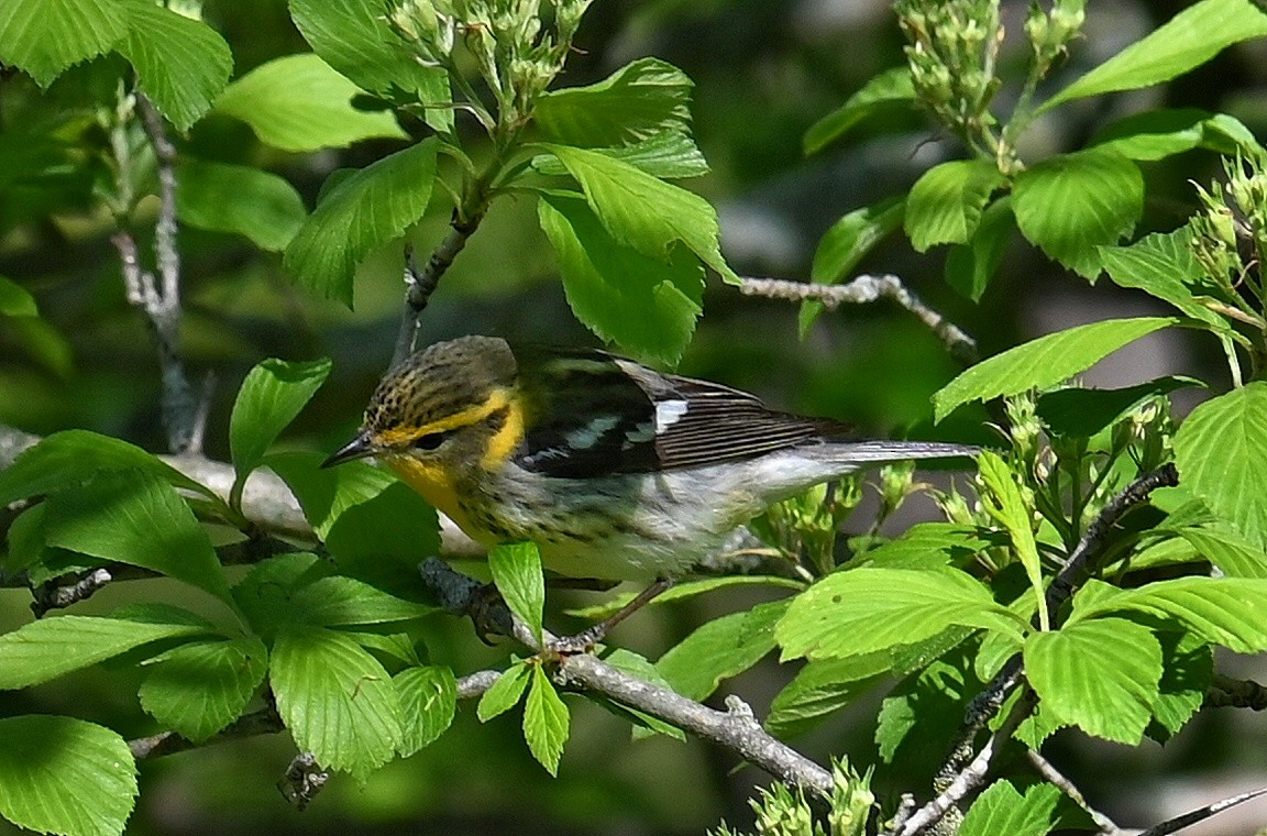 Blackburnian Warbler - Lisa Draper