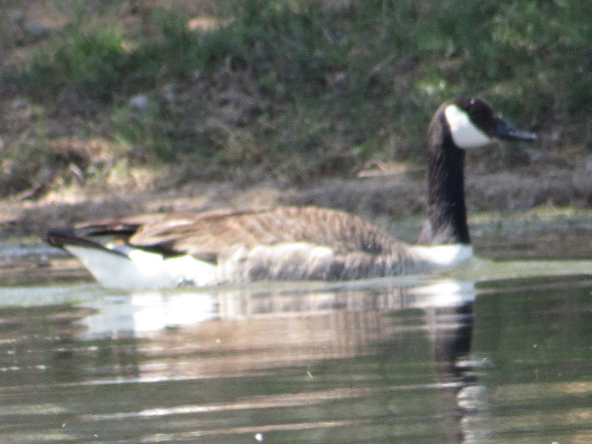 Canada Goose - Shawn Johnson