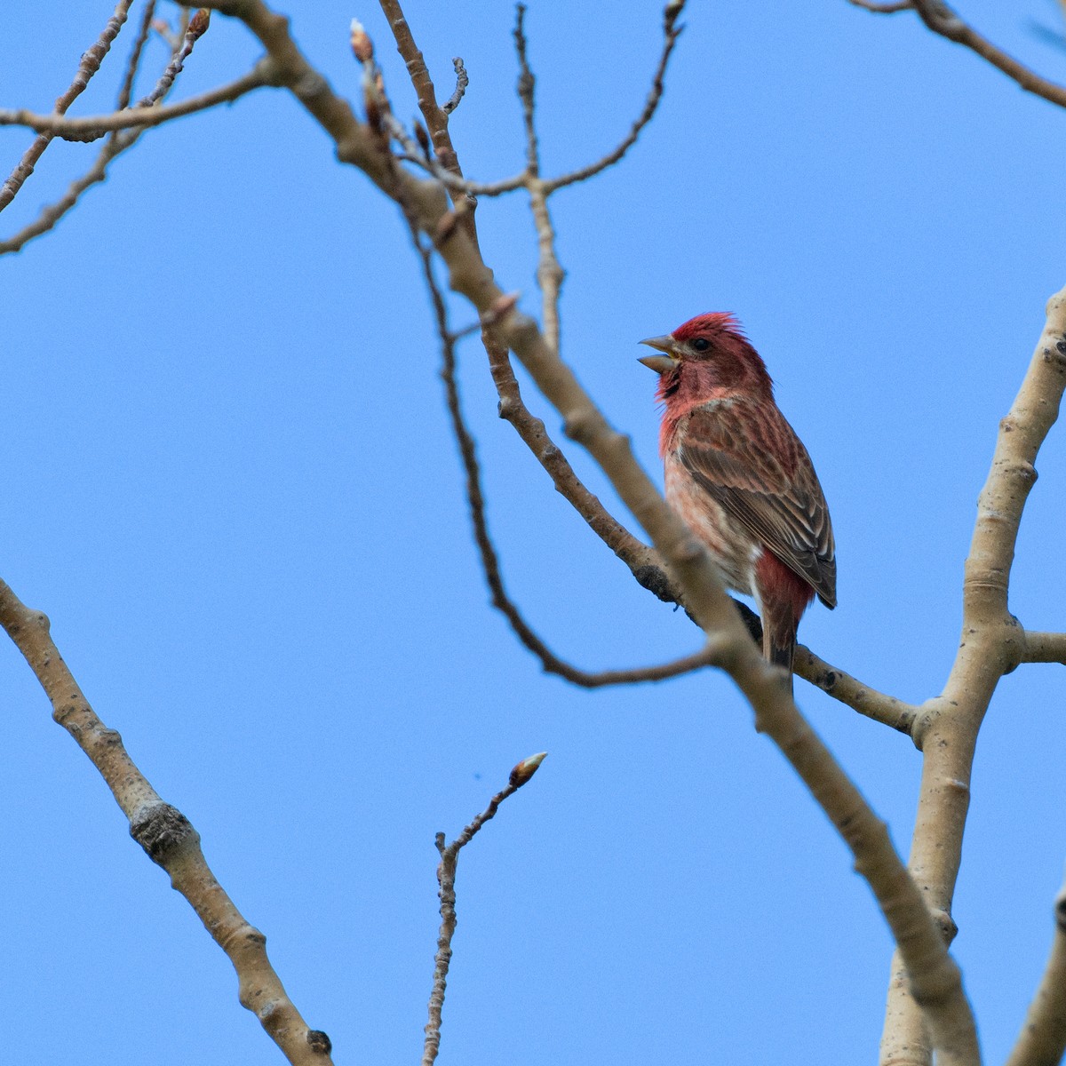 Purple Finch - Christine Pelletier et (Claude St-Pierre , photos)