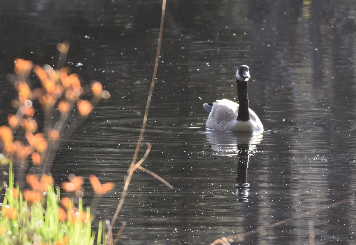 Canada Goose - Garry Waldram