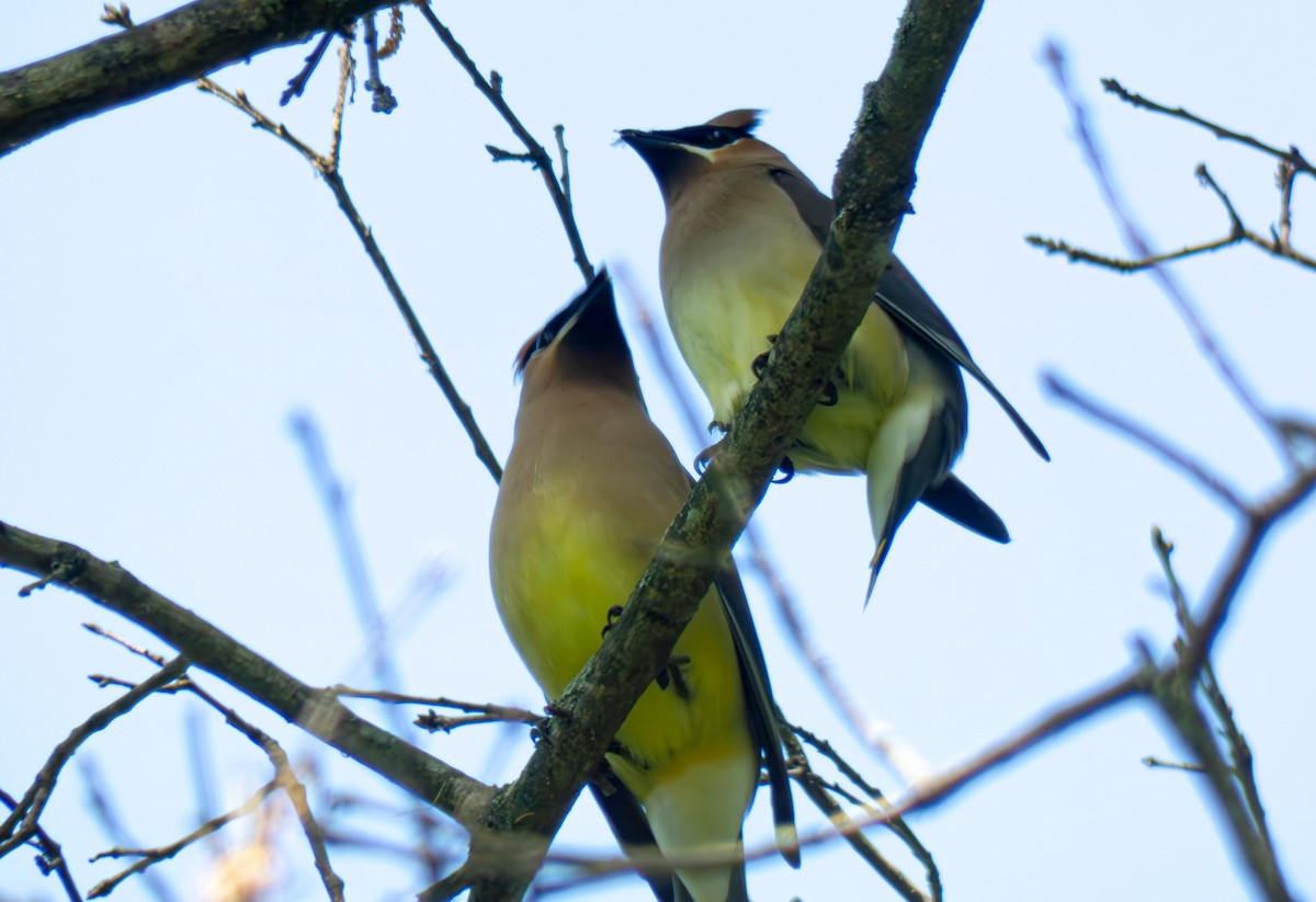 Cedar Waxwing - Brent Sowers