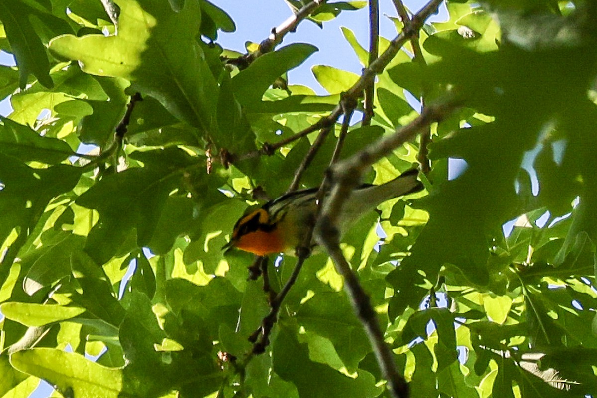 Blackburnian Warbler - Mary Barritt