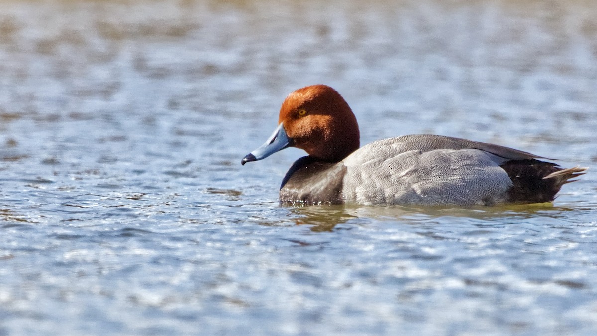 Redhead - Joel Weatherly