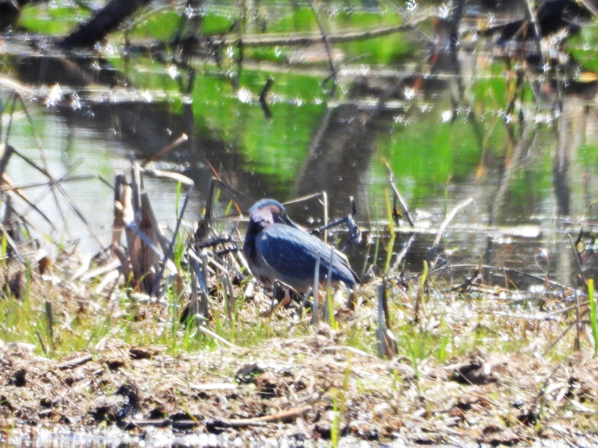 Green Heron - Charlotte Dallaire