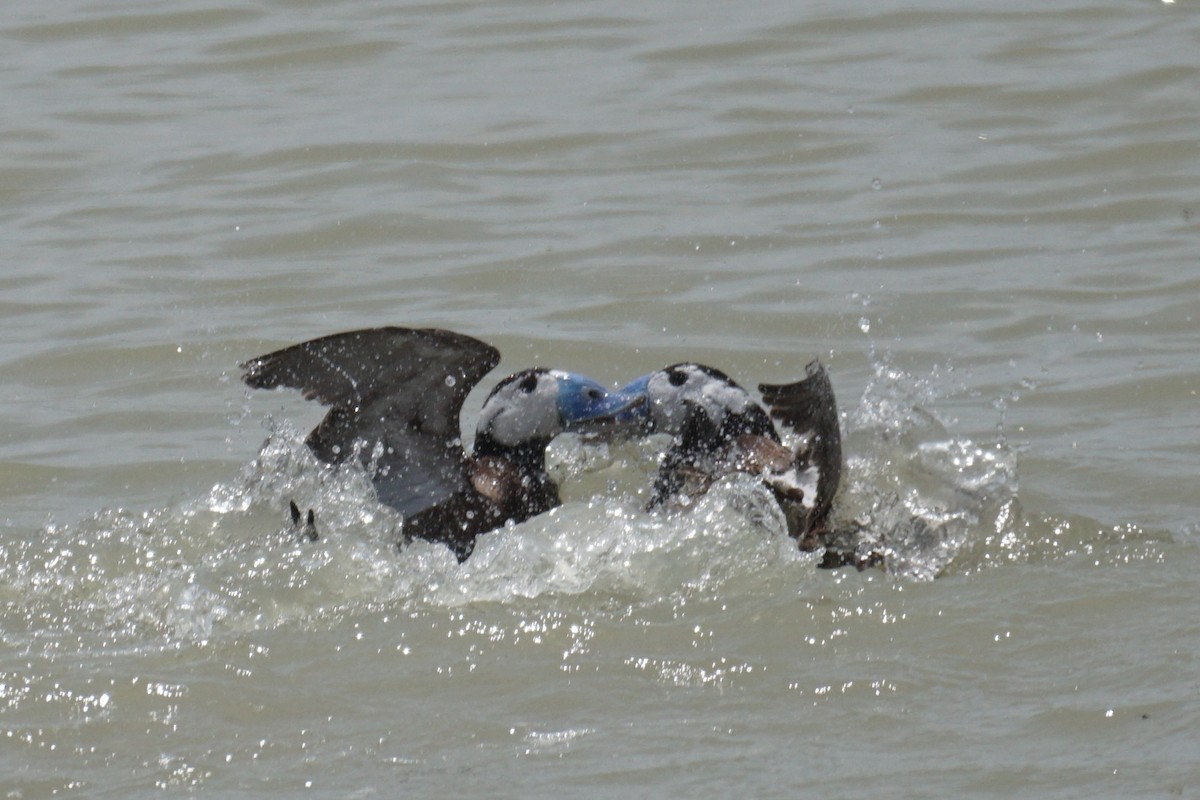 White-headed Duck - Ander Alvarez