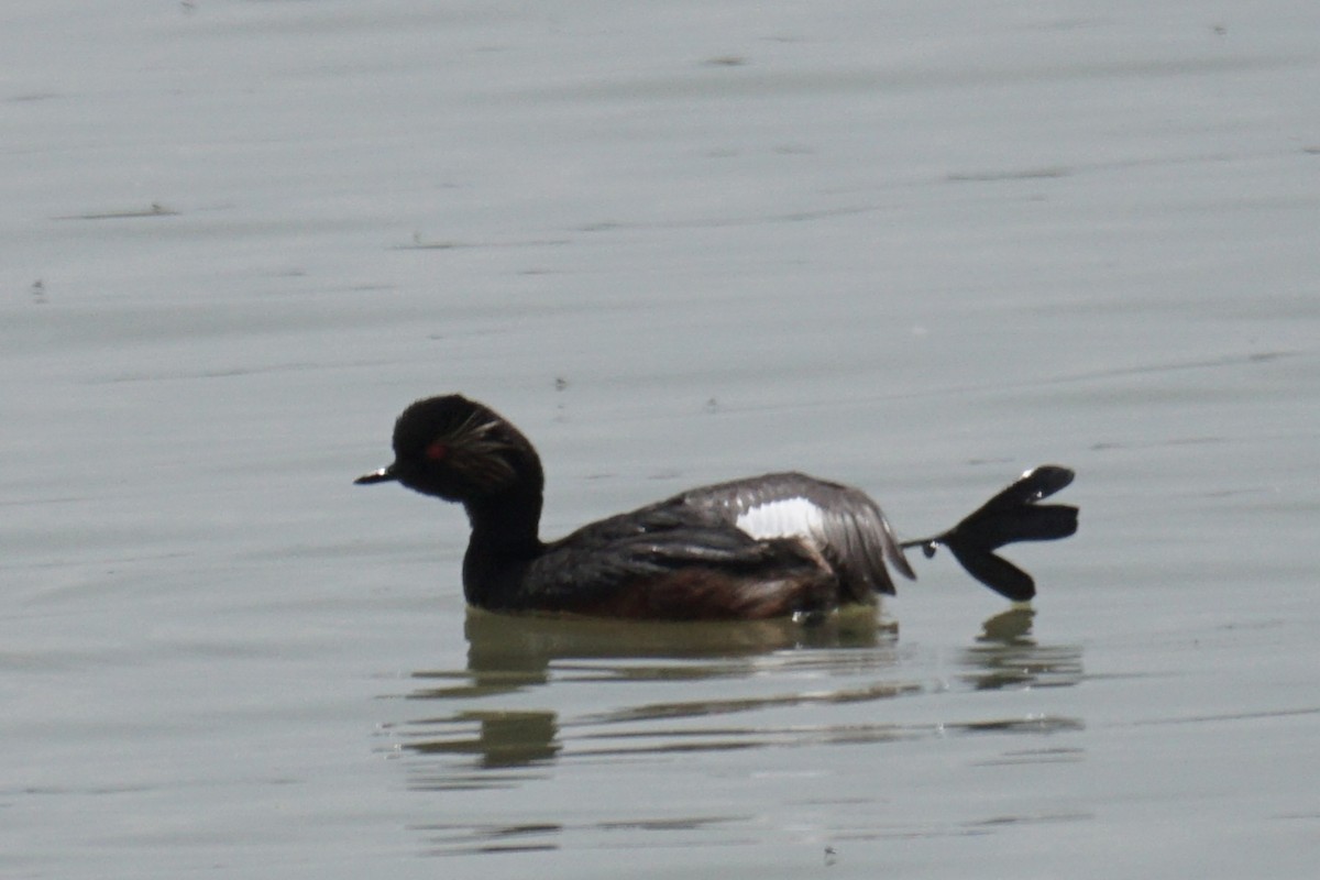 Eared Grebe - Ander Alvarez