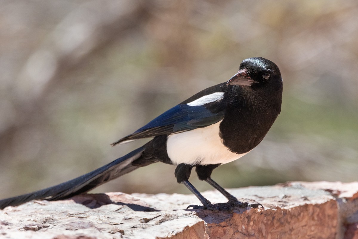 Black-billed Magpie - Chris Scott