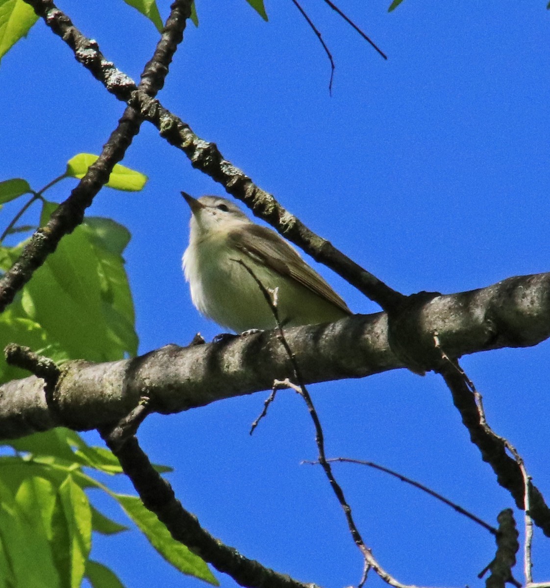 Warbling Vireo - Tom Nolan