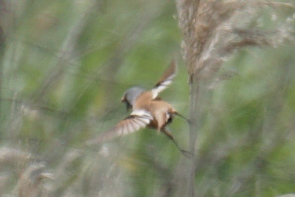 Bearded Reedling - Ander Alvarez