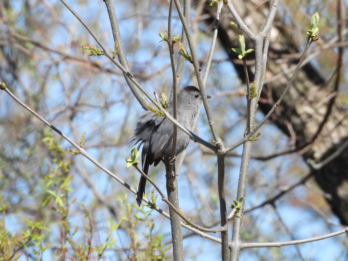 Gray Catbird - Charlotte Dallaire