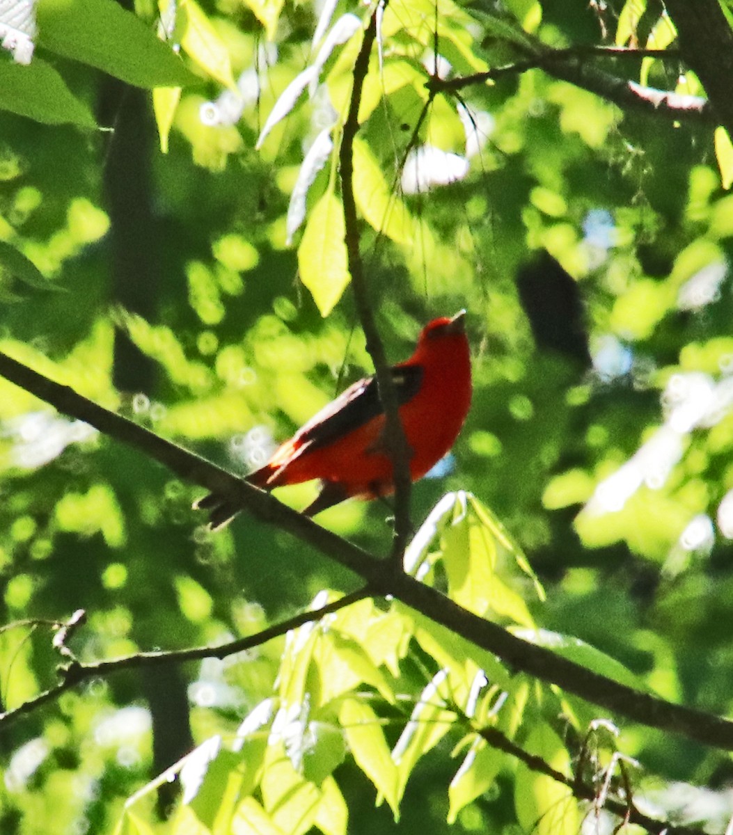 Scarlet Tanager - Tom Nolan