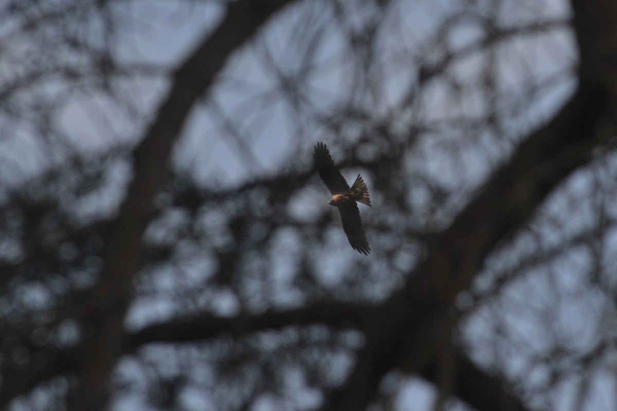 Black Kite - Paulo  Roncon