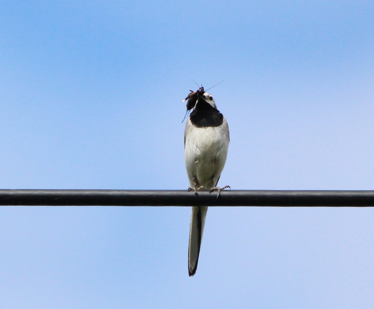 White Wagtail - Miska Nyul