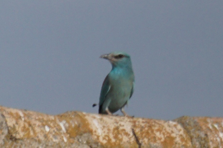 European Roller - Ander Alvarez