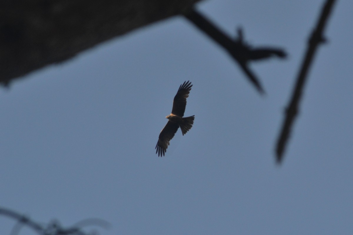 Black Kite - Paulo  Roncon