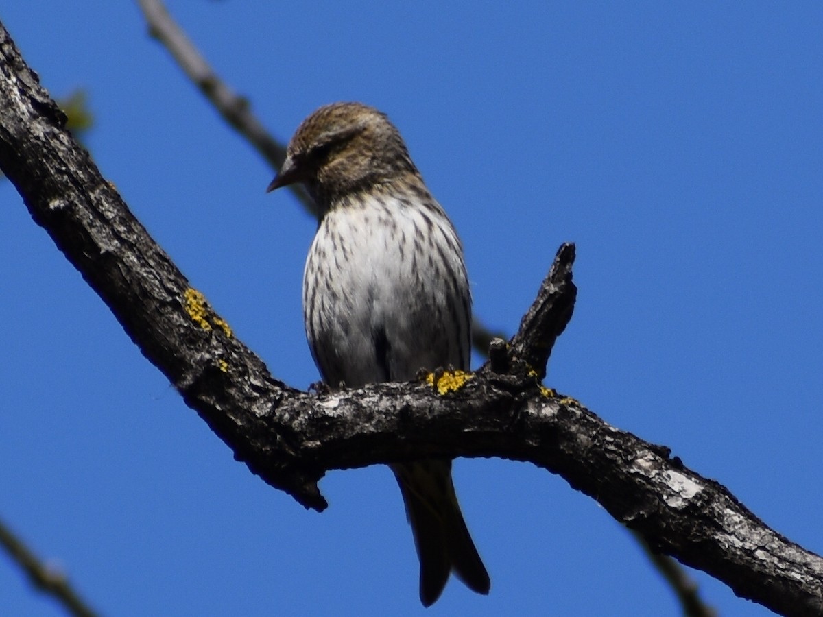 Pine Siskin - Anonymous