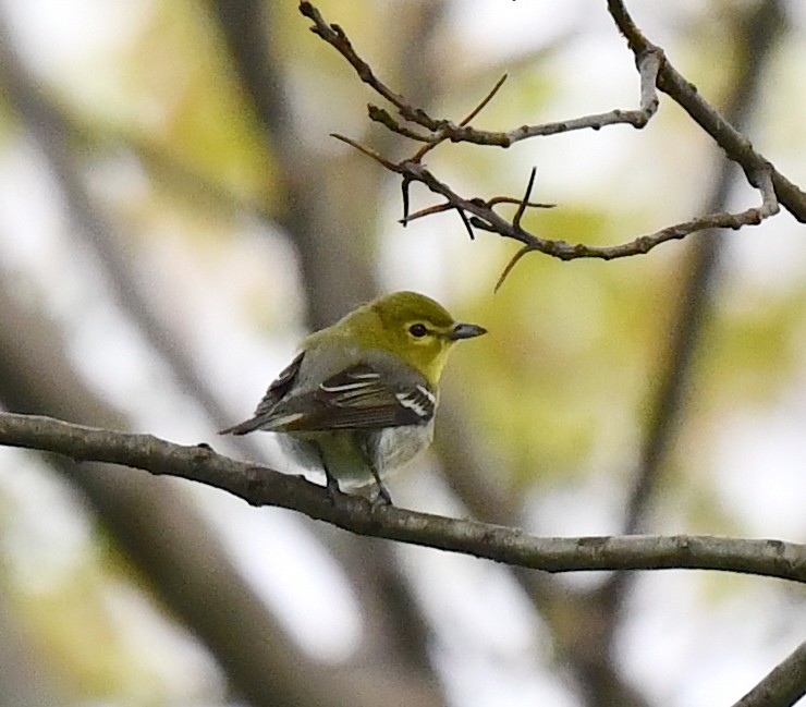 Yellow-throated Vireo - Kristen Cart