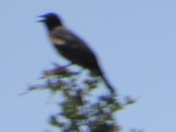 Red-winged Blackbird - Shawn Johnson