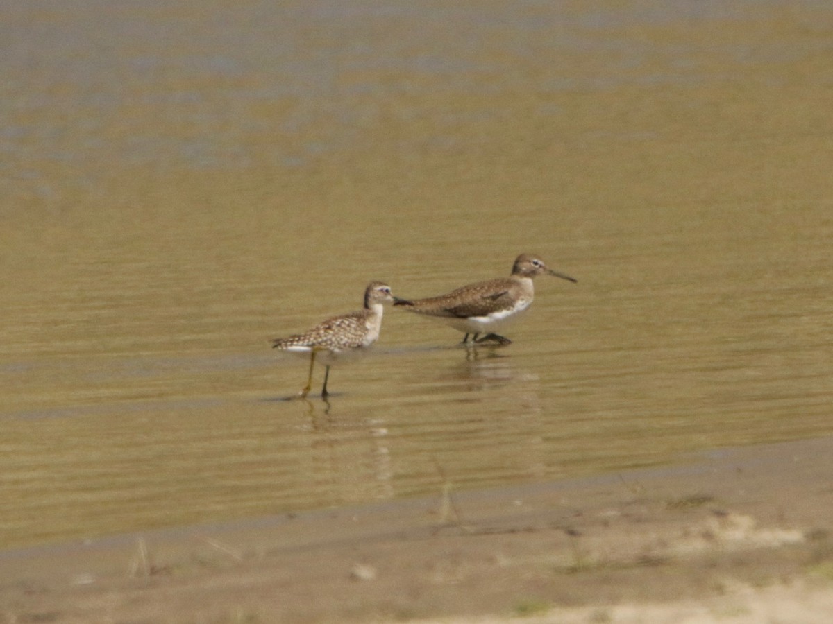 Green Sandpiper - Meruva Naga Rajesh