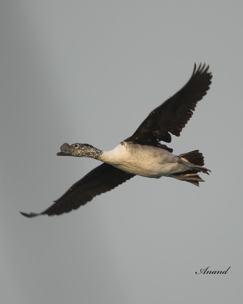 Knob-billed Duck - Anand Singh