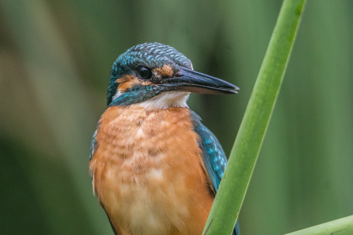 Common Kingfisher - Ido Ben-Itzhak