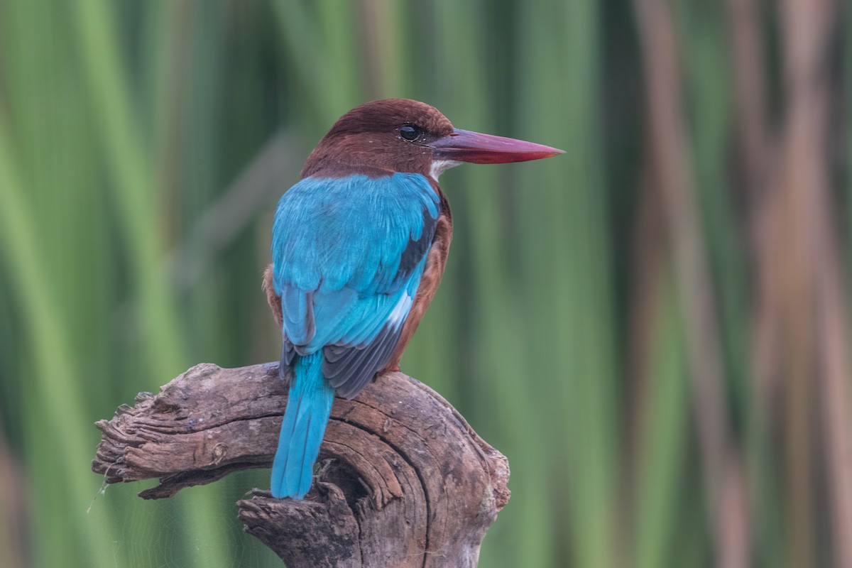 White-throated Kingfisher - ML618824030