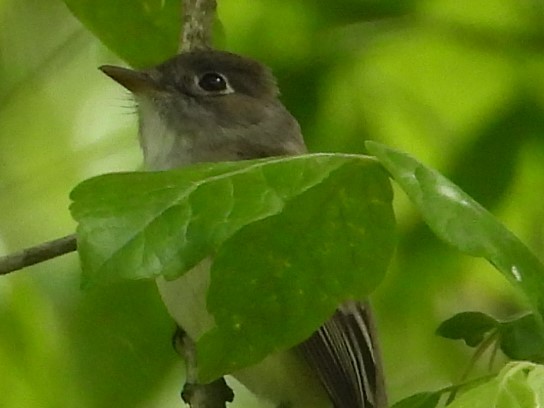 Least Flycatcher - Valerie  Swan