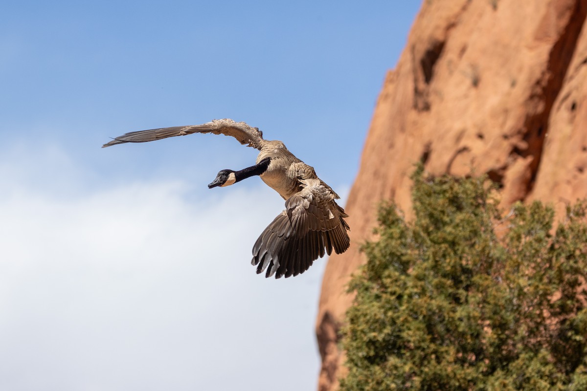 Canada Goose - Chris Scott