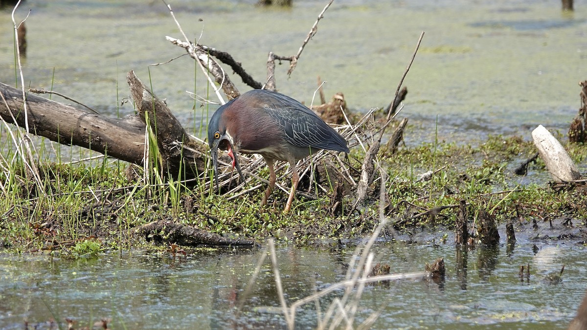 Green Heron - Carol MacKenzie