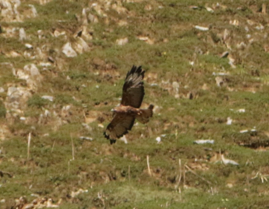 Himalayan Buzzard - Meruva Naga Rajesh